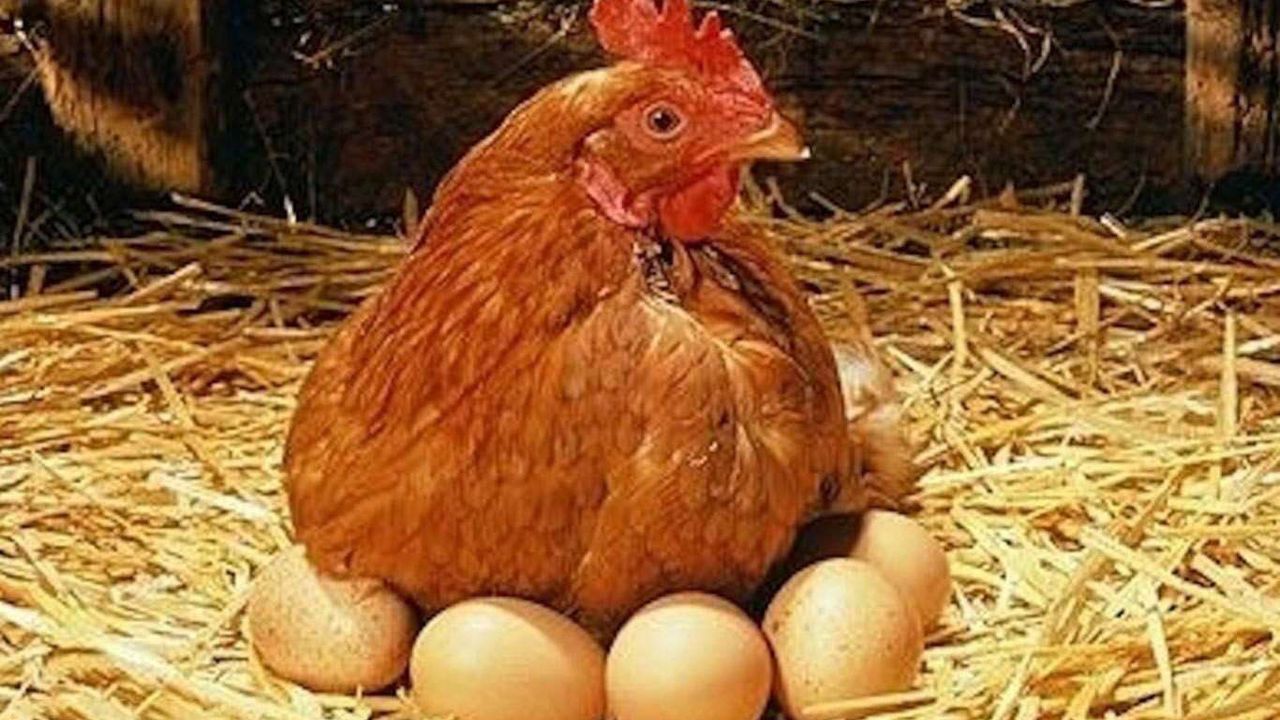 TÜİK açıkladı… Tavuk etti üretimi azalırken yumurta üretimi arttı