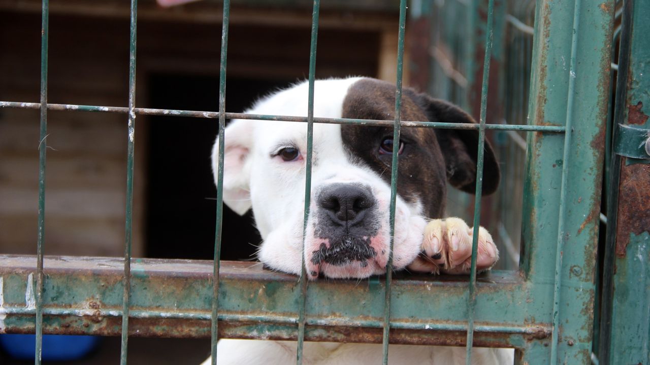 Köpek saldırıları artmaya başladı! Bu yöntem saldırıyı önleyebilir