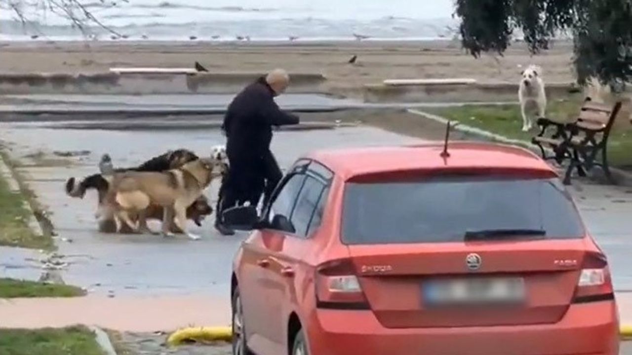 10 köpeğin arasında kaldı! Canını zor kurtardı!