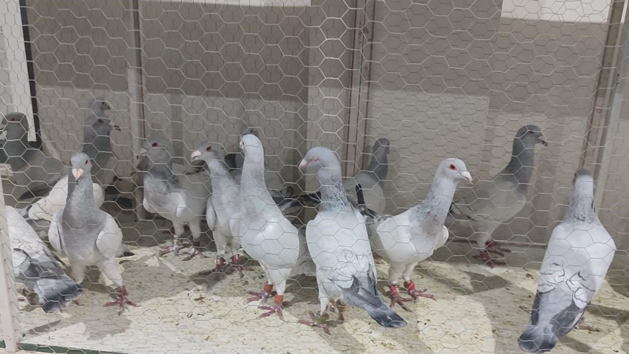 Gaziantep’te Büyük Etkinlik! Göz Alıcı Güvercinler Karkamış'ta Yarıştı!