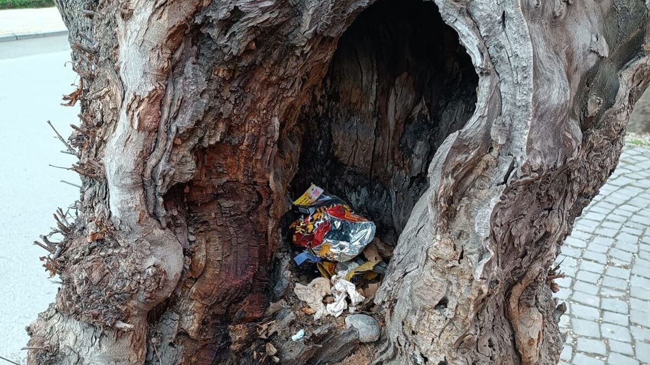 Ağaçlarla direkleri çöp kovası yaptılar