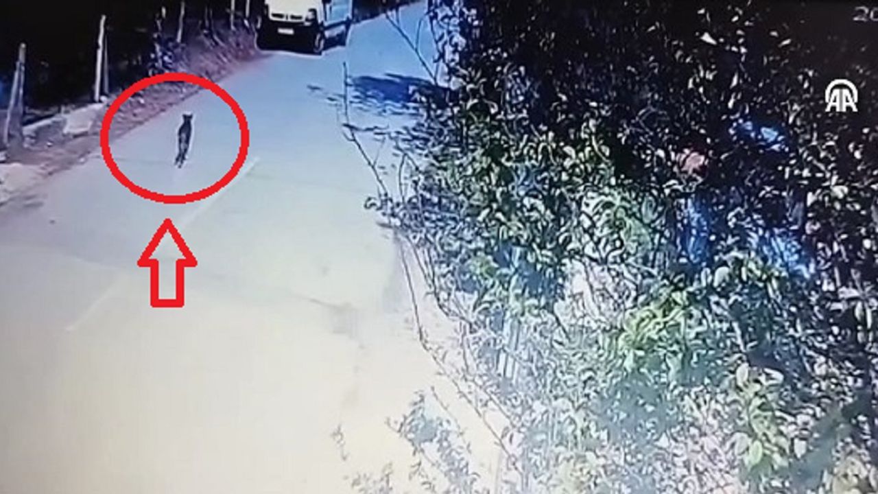 Başıboş Köpek Para ve Altın Dolu Çantayı Çaldı! İşte O Görüntüler!