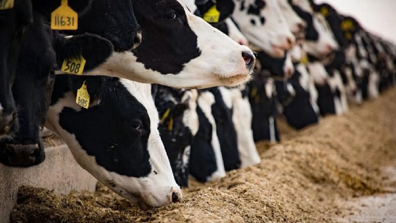 Kadınlara ve gençlere hayvansal üretim desteği geliyor