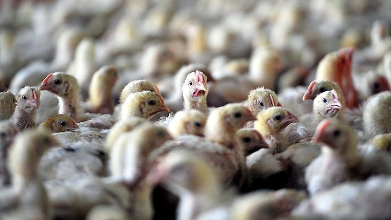 Kuş gribi tehdidi büyüyor: Almanya’da 400 binden fazla hayvan itlaf edildi