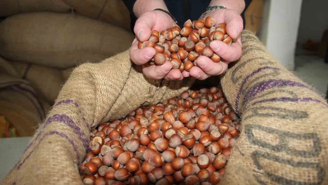 4 Şubat 2026 (Bugün) Güncel Fındık Fiyatları: İl İl Serbest Piyasa Fındık Fiyat Listesi ve 50 Randıman Analizi