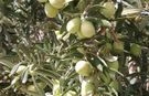 Gaziantep’te zeytin hasadı devam ediyor: Rekolte merak konusu oldu!