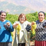 Başkan Şahin üzüm hasadına katıldı