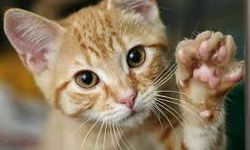 Birbirinden Güzel Kedi İsimleri - Erkek ve Dişi Kedi İsimleri
