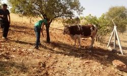 Kurban Bayramı'ndan kaçan inek tam 22 gün sonra yakalandı!