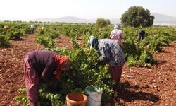 Sınırın sıfır noktasında üzüm hasadı başladı