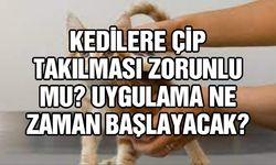 Kedilere çip takılması zorunlu mu? Uygulama ne zaman başlayacak?