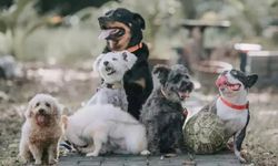 Köpek isimleri: Köpeklerinize koyabileceğiniz en güzel isimler