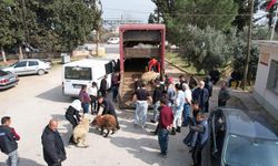 Depremden etkilenen illerde küçükbaş, kanatlı hayvan ve arılı kovan dağıtımları tamamlandı