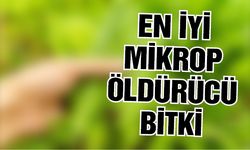 Buna inanamayacaksınız! En iyi mikrop öldürücü bitki
