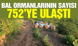 Türkiye'de bal üretimi hedefte! 752 bal ormanı kuruldu, hedef 850…