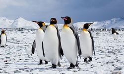 Penguenlerin türünün kuş olduğunu biliyor musunuz?