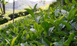 Çay üreticilerine 303 milyon lira ödeme yapılacak