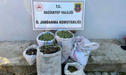Jandarma 120 kilo zeytin çalan 3 şüpheliyi yakaladı