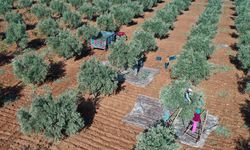 Antep fıstığı hasadını tamamlayan çiftçiler zeytin mesaisinde