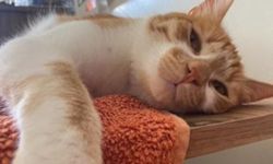 Tütün isimli kedi kayboldu