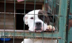 Köpek saldırıları artmaya başladı! Bu yöntem saldırıyı önleyebilir