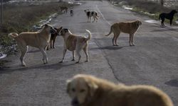 Başıboş köpek düzenlemesinin detayları belli oldu