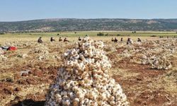 Gaziantep’te Araban Sarımsağı için imzalar atıldı