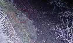 Çizgili sırtlan Gaziantep'te görüntülendi