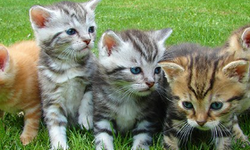 Rüyada Kedi Görmek, Dikkat Haksızlığa Uğrayacaksınız…