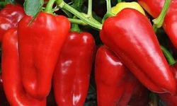 Kapya Biber Nedir? Faydaları Nelerdir?