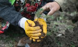 Gaziantep'te 15 Bin Ağacın Yerine 150 Bin Fidan Dikiliyor!