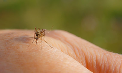Sivrisineklerin En Sevdiği Kan Grubu Hangisi?
