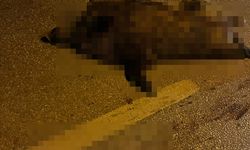 Yaban Domuzu Ortalığı Savaş Alanına Çevirdi, 3 Araç Birbirine Girdi: 2 Yaralı