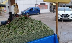 Gaziantep’te Çağla Tezgâhlarda Yerini aldı! Fiyatı Dudak Uçuklattı!