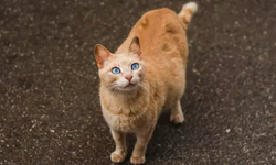 Rüyada Hamile Kedi Görmek: Anlamları ve Yorumları...