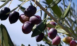 Rüyada zeytin görmek! Olası durumlar ve olaylar…