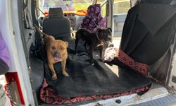 Gaziantep'te pitbull cinsi köpeklere el konuldu