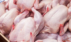 Gaziantep’te tavuk fiyatları düşecek!