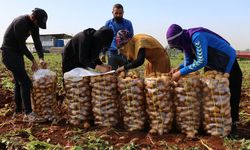 Sevindiren Haber: Gaziantep’te Patates Fiyatları Düşecek!