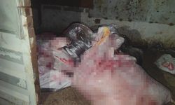 Yine Mide Bulandıran Görüntü: Kamyonetten At Eti Çıktı