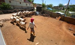Gaziantepli  “Güllü Anne" Hem Hayvanlara Çobanlık Hem De Çocuklarına Annelik Yapıyor!