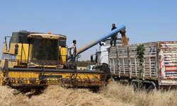 Bakan Yumaklı duyurdu: Buğday fiyatları ne zaman açıklanacak?