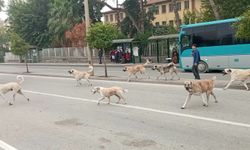 Türkiye'de 4 Milyona Yakın Başıboş Köpek Var
