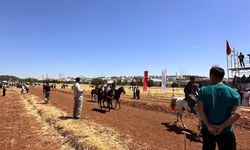 Gaziantep’te 4. geleneksel rahvan at yarışları düzenlendi