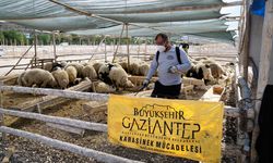 Gaziantep'te kurban satış ve kesim yerleri ilaçlanıyor