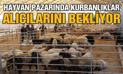 Hayvan Pazarında Kurbanlıklar Alıcılarını Bekliyor