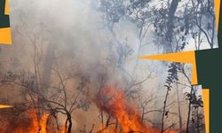 Gaziantep'te Orman yangını: Kaymakamlık'tan Acil Yardım Çağrısı