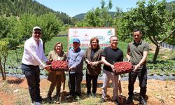 Vali Çeber ve Şahin yayla çileği hasadına katıldı