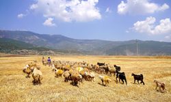 Depremde kaybettiği sürüsünü destekle yeniden kurdu