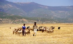 Gaziantep'te kadın besici, destekle yeniden sürü sahibi oldu